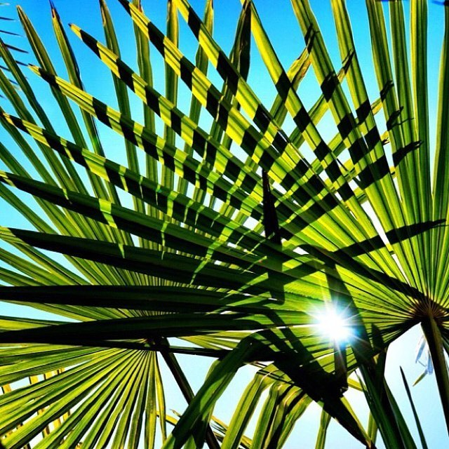 Tropic Isle Living
